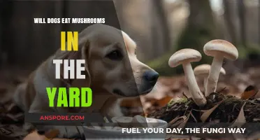 Can Dogs Safely Eat Yard Mushrooms? Risks and Prevention Tips