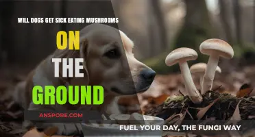 Can Dogs Safely Eat Mushrooms Found on the Ground? Risks Explained