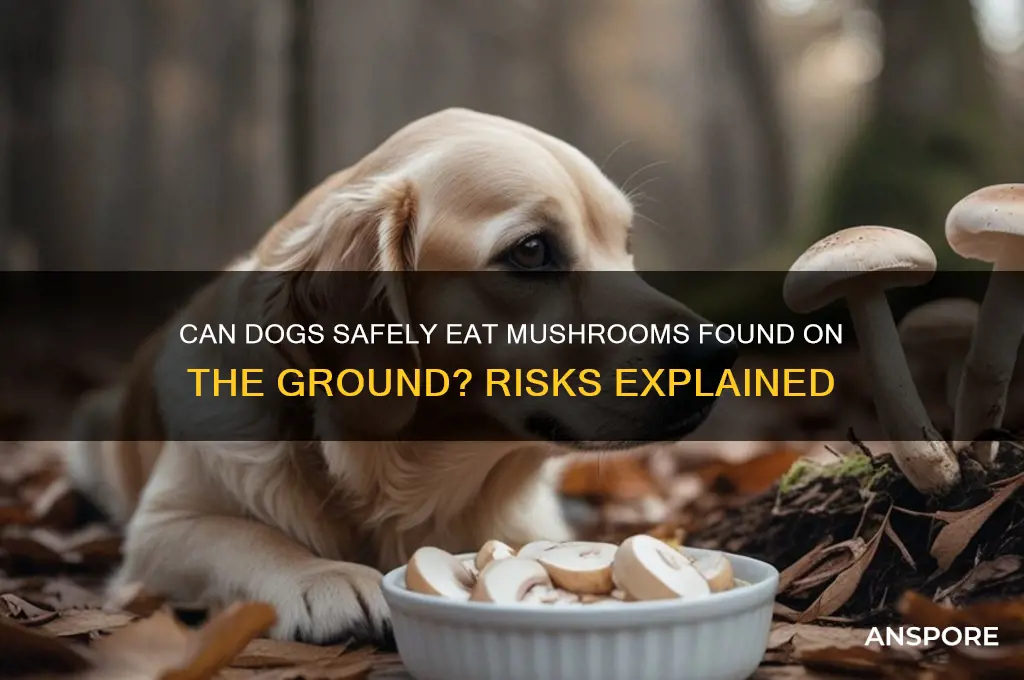will dogs get sick eating mushrooms on the ground