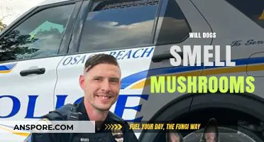 Mushroom Scents Dogs Can Sniff Out