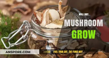 Can Dried Mushrooms Regrow? Unlocking the Potential of Reviving Fungi