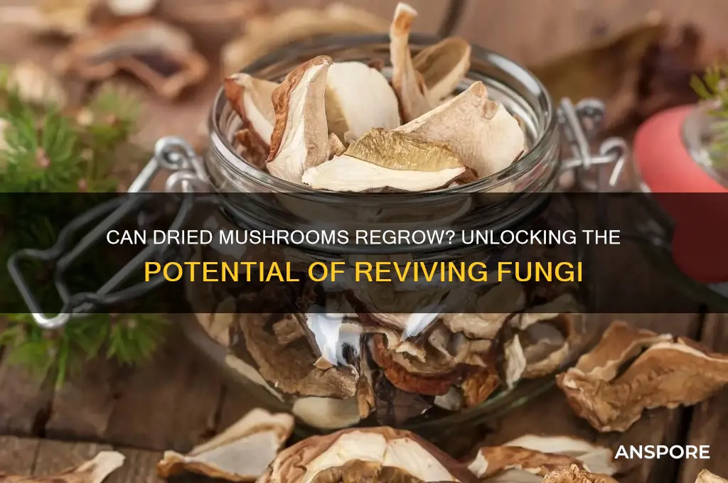 will dry mushroom grow