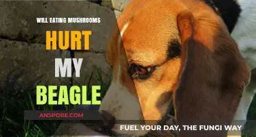 Can My Beagle Safely Eat Mushrooms? Risks and Precautions Explained