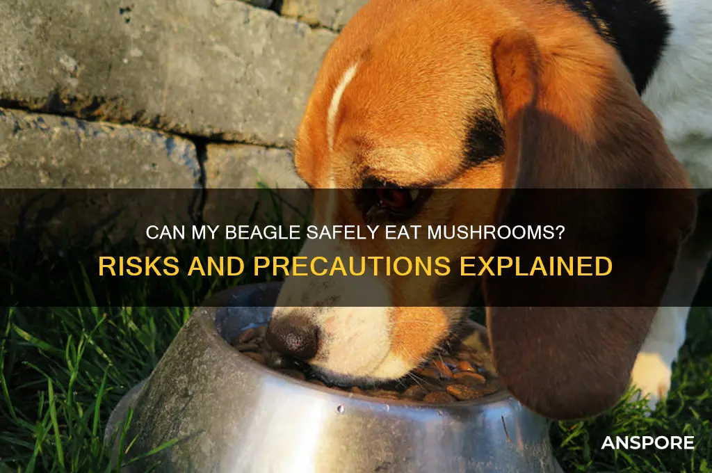 will eating mushrooms hurt my beagle
