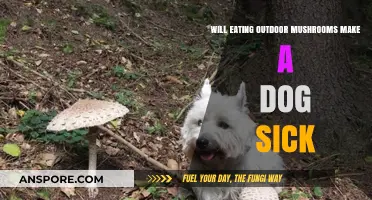 Can Outdoor Mushrooms Harm Dogs? Risks and Symptoms to Watch For