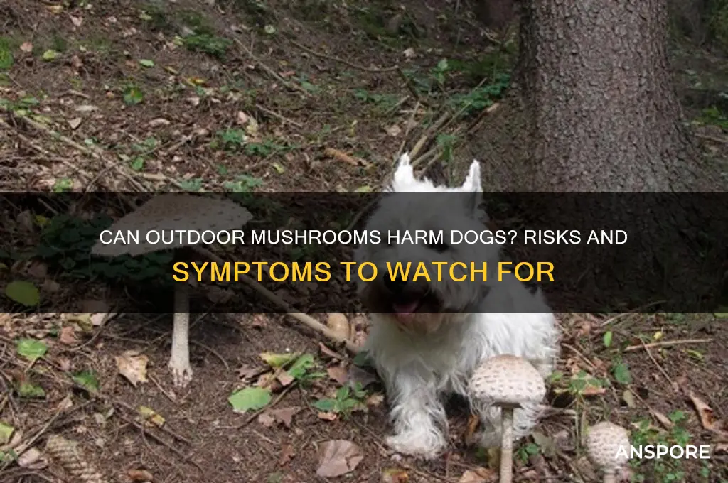 will eating outdoor mushrooms make a dog sick