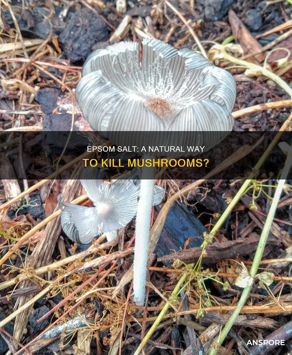 will epsom salt kill mushrooms