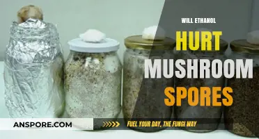 Ethanol's Impact on Mushroom Spores: What You Need to Know