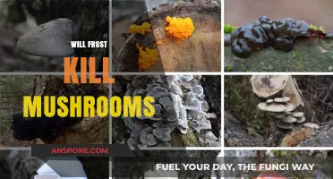 Frost and Mushrooms: What You Need to Know
