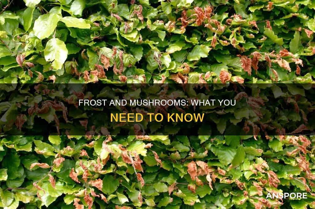 will frost kill mushrooms