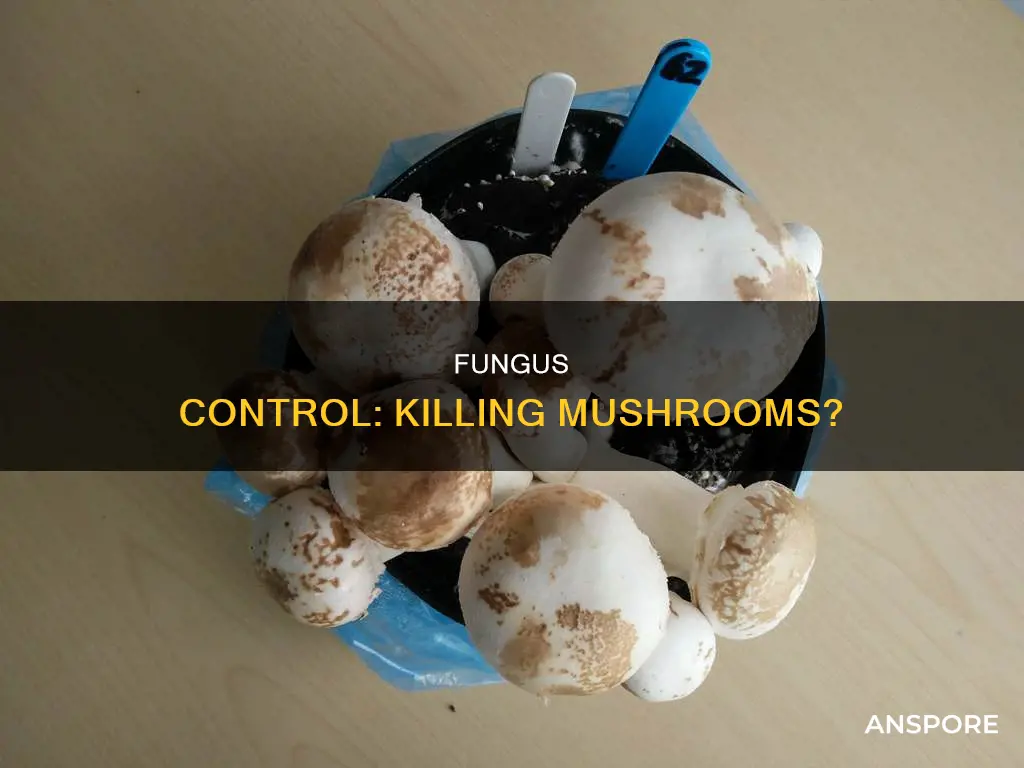 will fungus control kill mushrooms