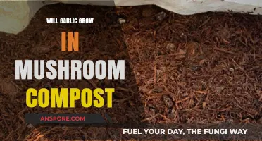 Can Garlic Thrive in Mushroom Compost? A Gardening Guide