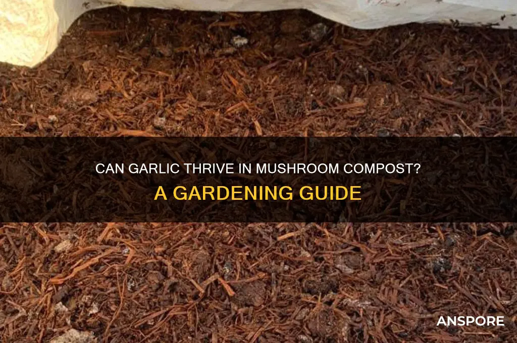 will garlic grow in mushroom compost