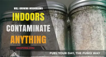 Can Indoor Mushroom Cultivation Contaminate Your Home Environment?