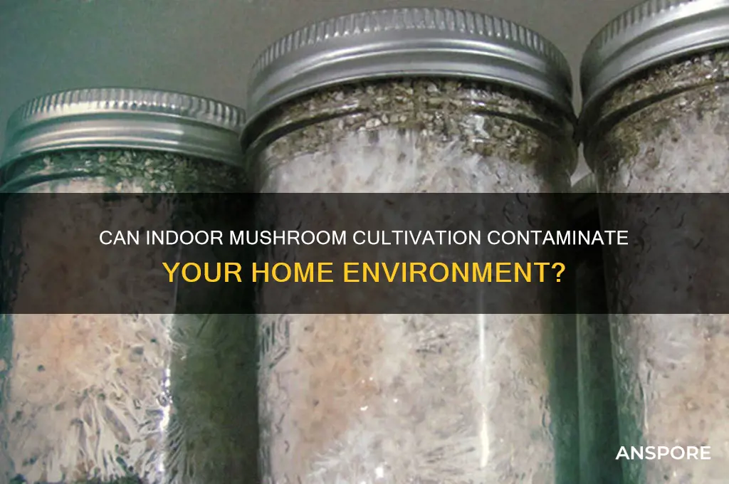 will growing mushrooms indoors contaminate anything