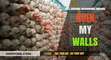 Indoor Mushroom Cultivation: Preventing Wall Damage in Your Grow Space