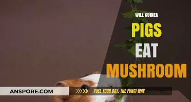 Can Guinea Pigs Safely Eat Mushrooms? A Complete Guide
