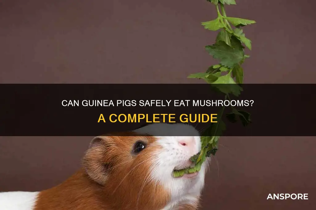 will guinea pigs eat mushrooms
