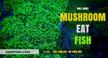 Can Hairy Mushrooms Prey on Fish? Unveiling the Truth