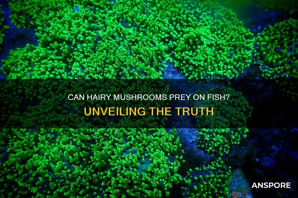 will hairy mushroom eat fish