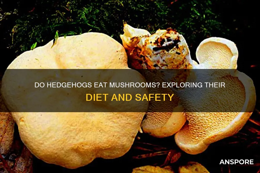 will hedgehogs eat mushrooms
