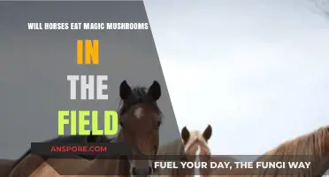 Do Horses Consume Psychedelic Mushrooms in Open Pastures?