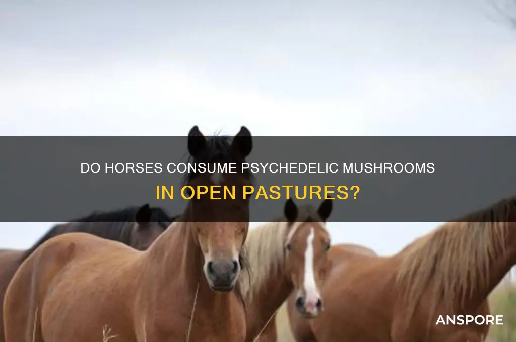 will horses eat magic mushrooms in the field