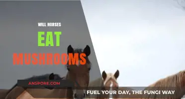 Can Horses Safely Eat Mushrooms? Risks and Facts Revealed