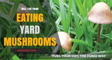 Eating Yard Mushrooms: Are They Deadly or Harmless?