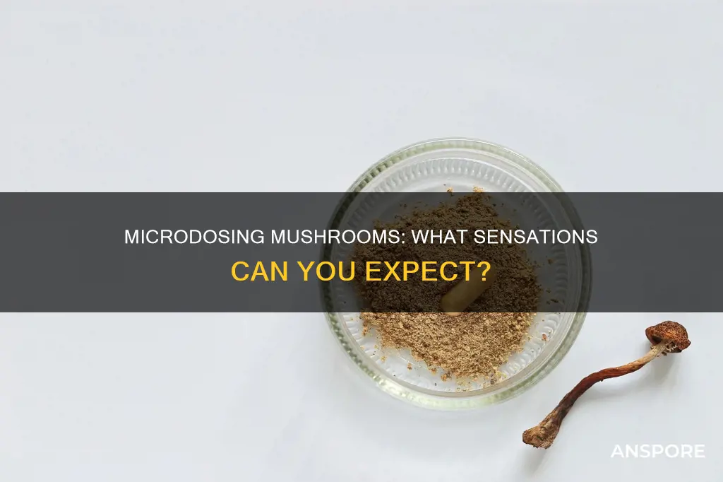 will i feel microdosing mushrooms