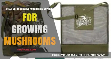 Legal Risks of Buying Mushroom Growing Supplies: What You Need to Know