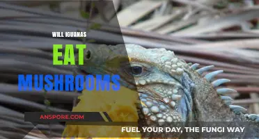 Do Iguanas Eat Mushrooms? Exploring Their Dietary Habits and Preferences