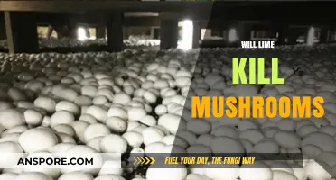 How to Kill Mushrooms with Lime