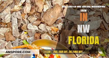 Can Lobster and Shiitake Mushrooms Thrive in NW Florida's Climate?