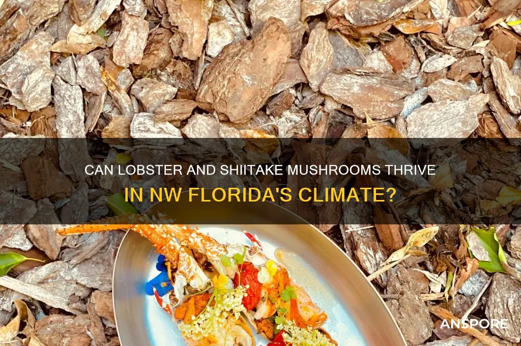 will lobster and shiitake mushrooms grow in nw florida