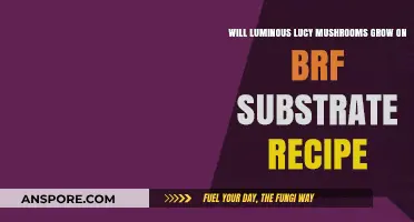 Can Luminous Lucy Mushrooms Thrive on BRF Substrate Recipe?