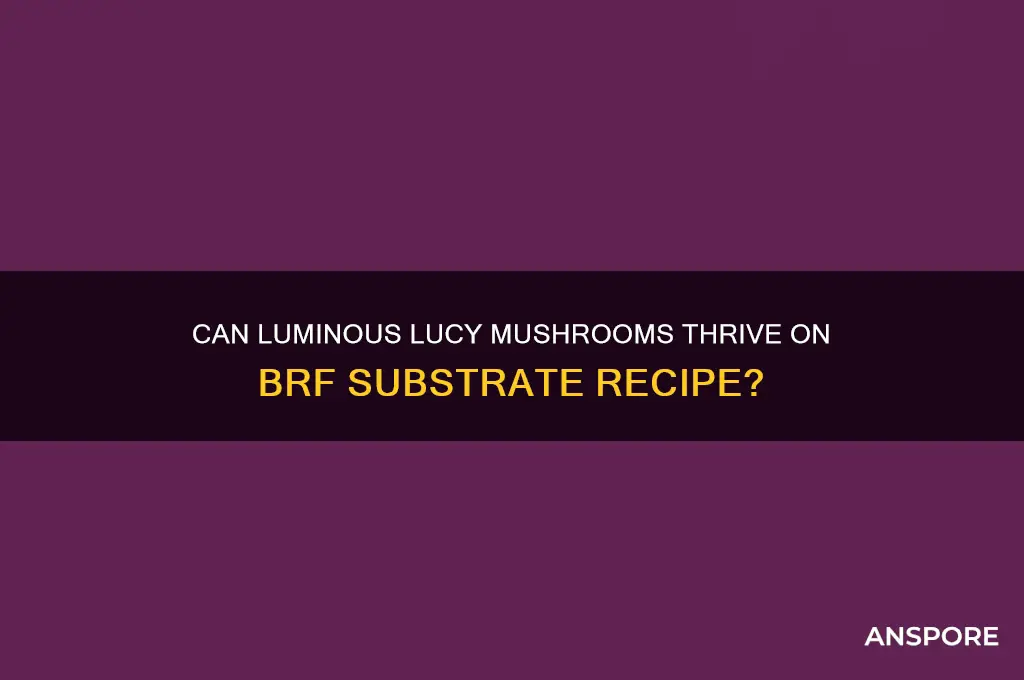 will luminous lucy mushrooms grow on brf substrate recipe