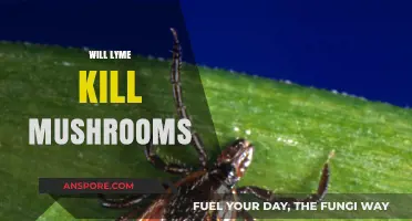 Lyme Disease: Can It Kill Mushrooms?