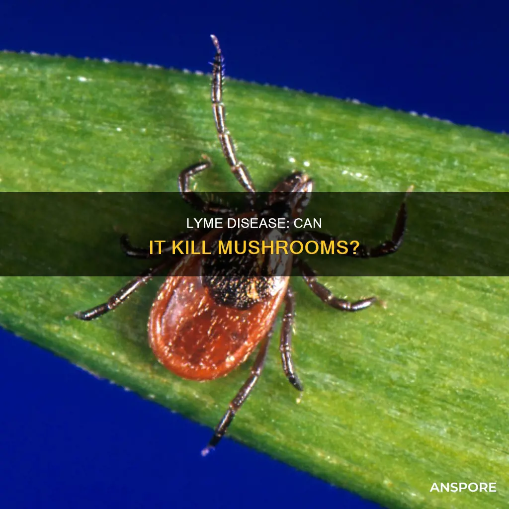 will lyme kill mushrooms