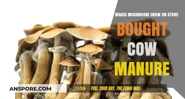 Can Store-Bought Cow Manure Successfully Grow Magic Mushrooms?