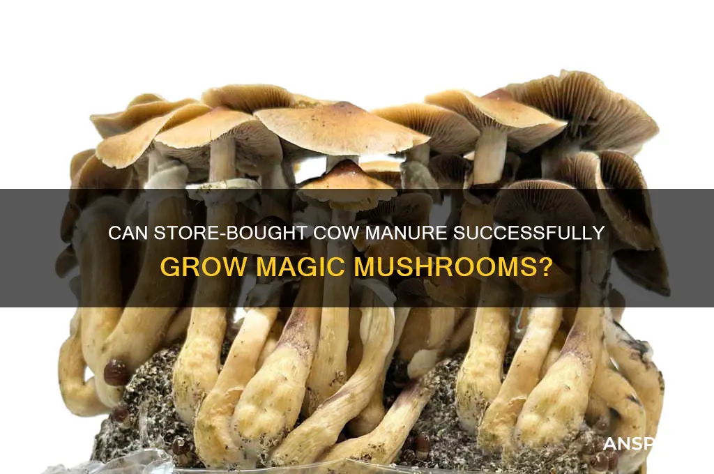 will magic mushroom grow on store bought cow manure