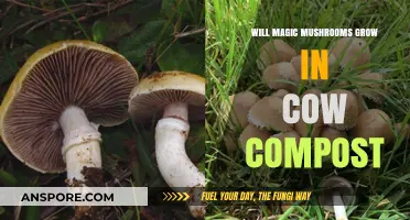 Can Magic Mushrooms Thrive in Cow Compost? A Growing Guide