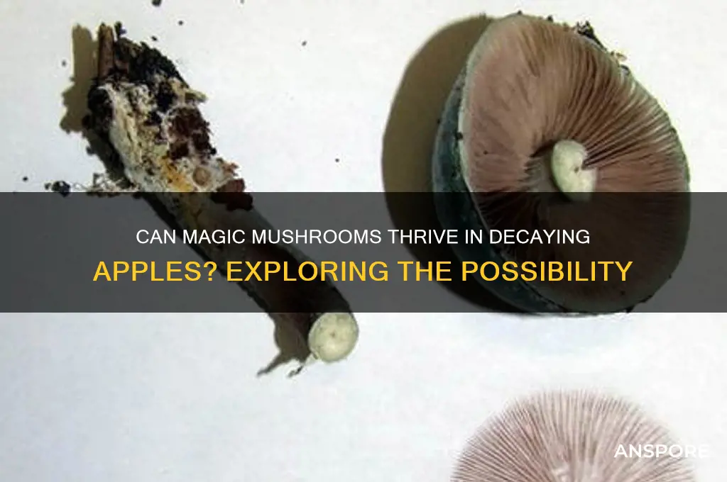 will magic mushrooms grow in decaying apples