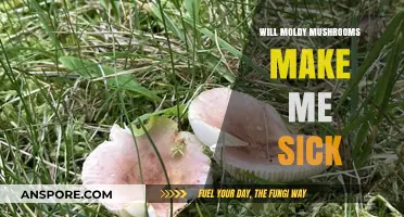 Can Moldy Mushrooms Make You Ill? Risks and Symptoms Explained