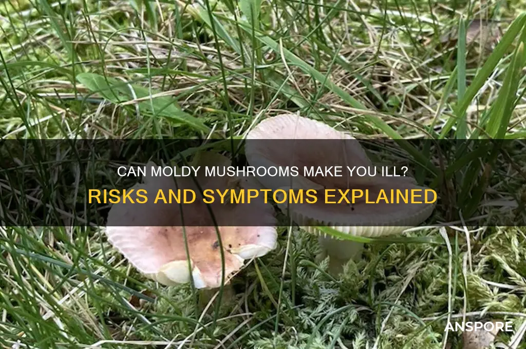 will moldy mushrooms make me sick