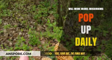 Daily Morel Mushroom Growth: Factors Influencing Frequent Fruiting Patterns
