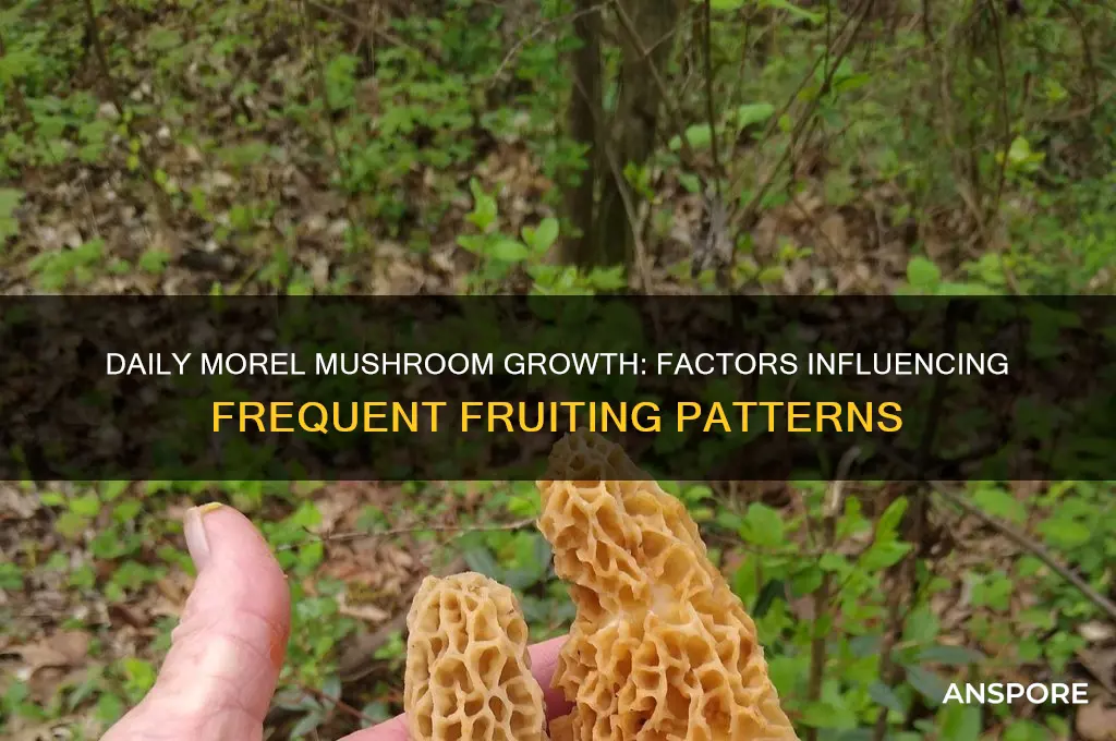 will more morel mushrooms pop up daily