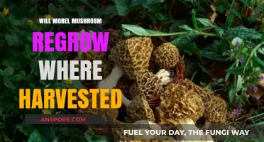 Can Morel Mushrooms Regrow in Harvested Spots? Exploring the Possibility