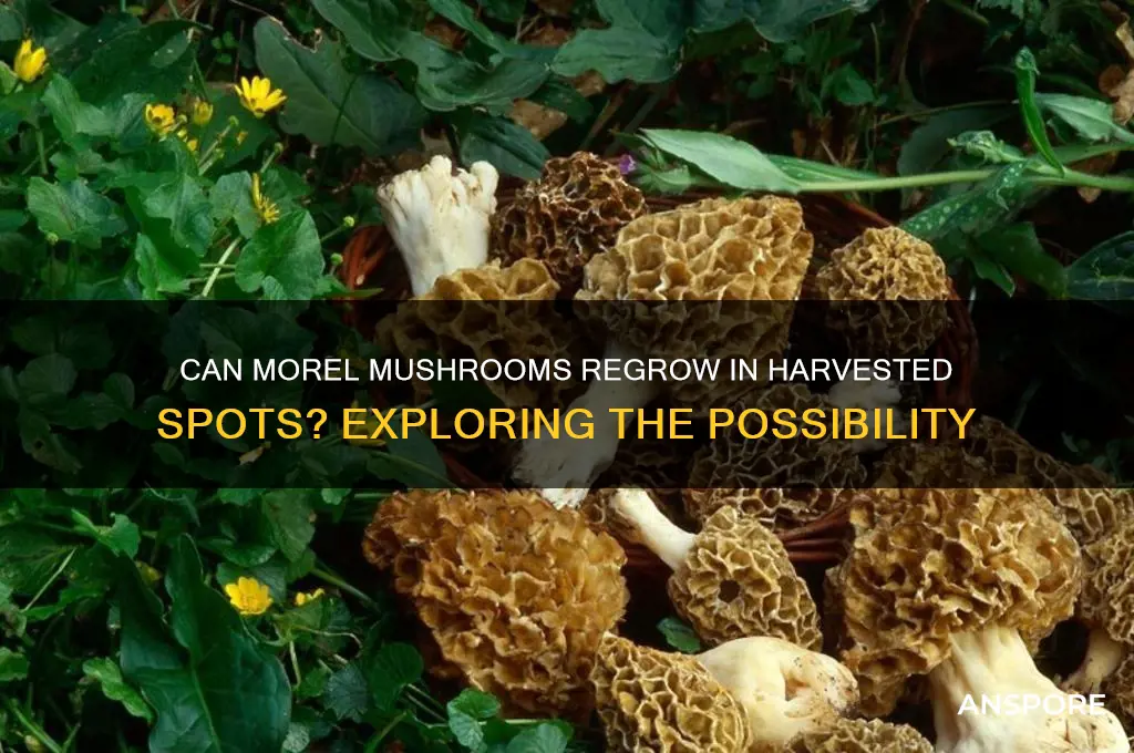 will morel mushroom regrow where harvested