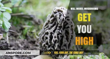 Can Morel Mushrooms Induce a High? Separating Fact from Fiction